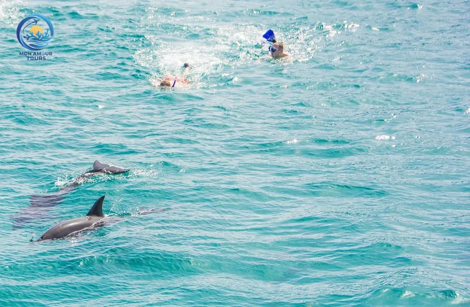 Schnorchel-Abenteuer im Delfin-Haus dolphin-house-snorkeling-adventure/tour_img-1054307-145.jpg