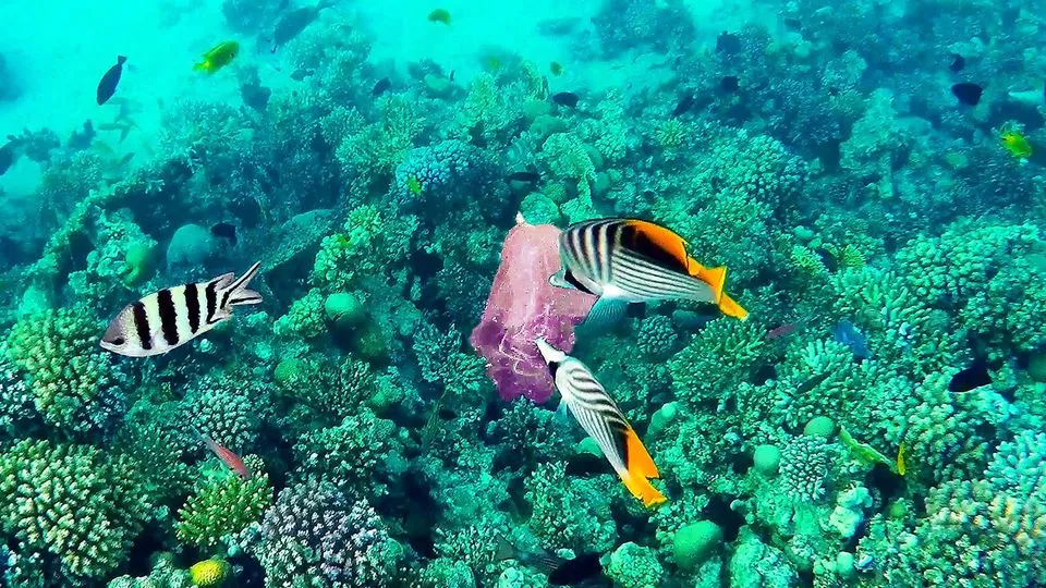 Mahmya Island Trip mahmya-island-trip/tour_img-952505-145.jpg