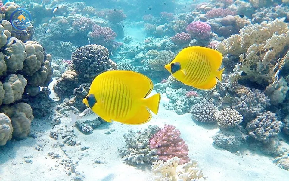 Paradise Island tour_img-1355285-145.jpg